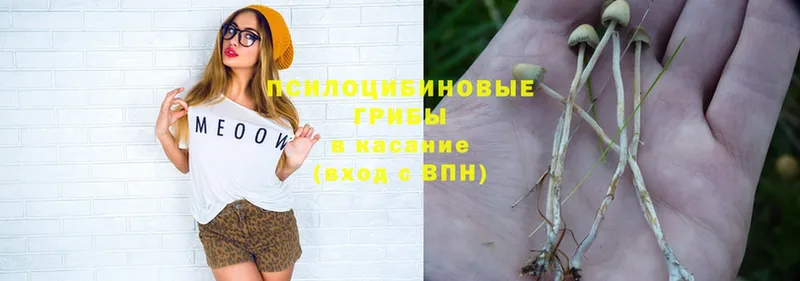 Галлюциногенные грибы Psilocybe Мамоново